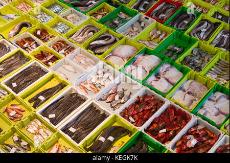 Versteigerung von fangfrischen Fisch am Confradia de Pescadores de Luarca, Bund von Luarca Fischer, Puerto Luarca, Spanien Stockfoto