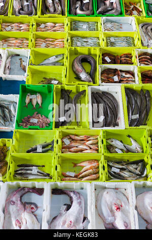 Frisch gefangenen Fisch bei Confradia de Pescadores de Luarca, Bund von Luarca Fischer, bei Puerto Luarca in Asturien, Spanien Stockfoto