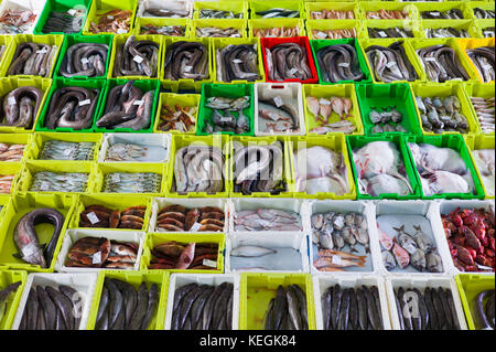 Frisch gefangenen Fisch bei Confradia de Pescadores de Luarca, Bund von Luarca Fischer, bei Puerto Luarca in Asturien, Spanien Stockfoto