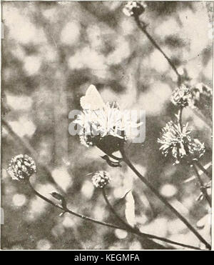 "Vögel in anderen Ländern, Reptilien, Fische, gelenkige Tiere und niedrigeren Formen;' (1917) Stockfoto