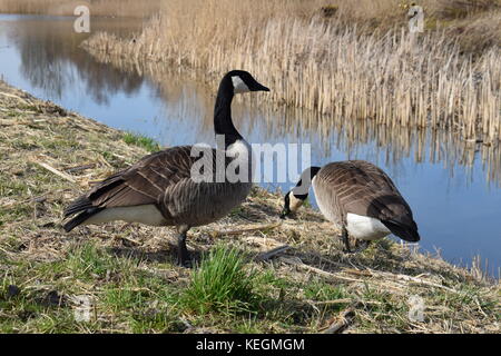 Kanadische Gans auf dem Wasser Stockfoto