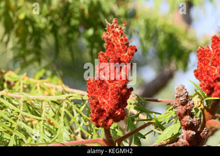 Reif rhus oder Sumach sumach Rispe hell in der Farbe Rot im frühen Herbst in Italien auch genannt ein staghorn oder typhina aus der Familie Anacardiaceae Stockfoto