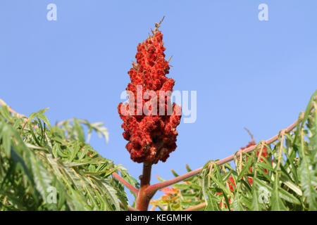 Reif rhus oder Sumach sumach Rispe hell in der Farbe Rot im frühen Herbst in Italien auch genannt ein staghorn oder typhina aus der Familie Anacardiaceae Stockfoto