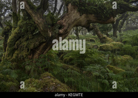 Farn bedeckt alte Eiche in wistmans Holz, dartmoor Stockfoto