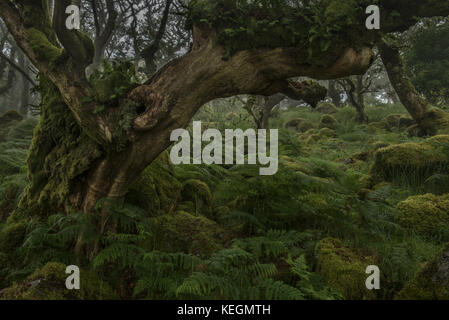 Farn bedeckt toter Baum in wistmans Holz Stockfoto