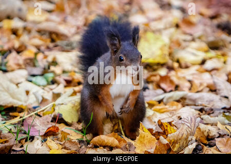 Neugierig rotes Eichhörnchen zwischen bunten Herbstblättern.das Eichhörnchen wurde in der schönen Stelle Hinterzarten mitten im schwarzen fo gefangen Stockfoto