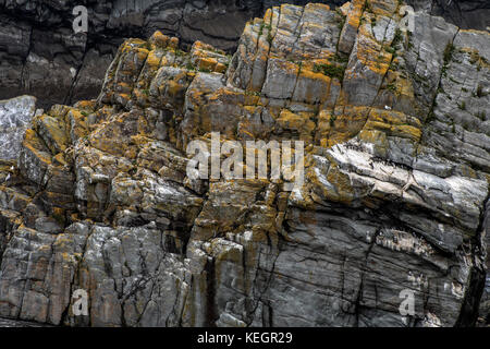 Vogelkolonien auf schroffen Felsen (Atlantik) Stockfoto