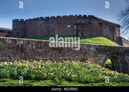 Narzissen unterhalb der Stadtmauer und der Burg von Chester, Chester, Cheshire, England, Großbritannien Stockfoto