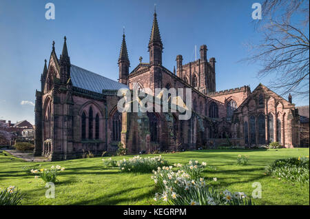 Narzissen in der Kathedrale von Chester, Chester, Cheshire, England, Großbritannien Stockfoto