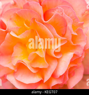 Eine Makroaufnahme eines Begonia Pflanzen blühen. Stockfoto