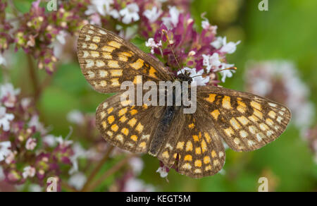 Heide fritillary (melitaea athalia) Schmetterling männlich closeup im Sommer, Podlasien, Polen, Europa Stockfoto