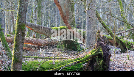 Frühling Laub- stand mit alten Eichen teilweise gebrochen Moos bedeckt, Bialowieza, Polen, Europa Stockfoto