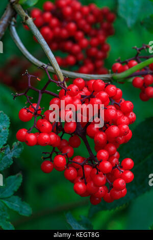 Gefüllte Schneeball (Viburnum opulus - Rose) Früchte close-up im Herbst, Bialowieza, Polen, Europa Stockfoto