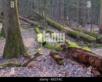 Frühling alte Laubbäume stehen mit Alte kaputte Eichen liegen teilweise zurückgegangen, bialowieza Forest, Belarus, Europa Stockfoto