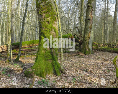 Frühling alte Laubbäume stehen mit Alte kaputte Eichen liegen teilweise zurückgegangen, bialowieza Forest, Belarus, Europa Stockfoto