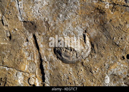 Serras de Aire e candeeiros, war eine Küstenebene etwa 170-166 Millionen Jahren (mittlerer Jura). Stockfoto