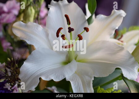 Weiße Lilie Im Blumenstrauß Stockfoto