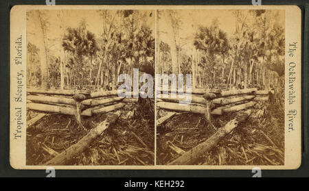 Goodrow Clearing, von Robert N. Dennis Sammlung von stereoskopische Ansichten Stockfoto