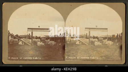 Eine Herde von Angora-ziegen, durch E. F. Locke Stockfoto
