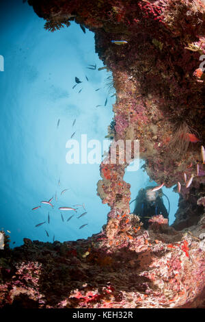 Sporttaucher der Frauen schauen auf eine Schule von Fischen in der Höhle Stockfoto