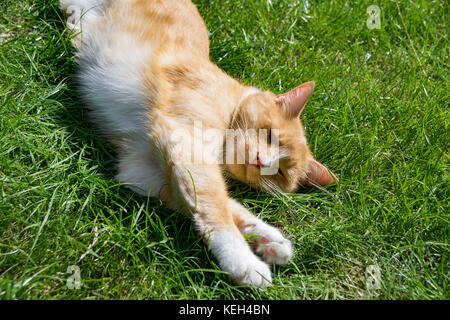 Inländische Ingwer Tom Cat auf Rasen im Sommer Stockfoto