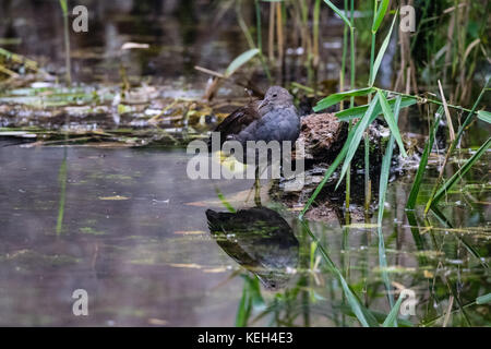 Juvenile sumpfhuhn Ente Reflexion während in noch See Wasser Stockfoto