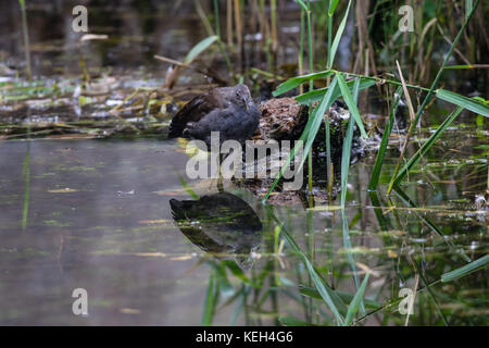 Juvenile sumpfhuhn Ente Reflexion während in noch See Wasser Stockfoto