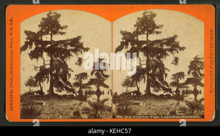 Cypress Tree, Lake Ponchartrain, von George F. Mugnier Stockfoto