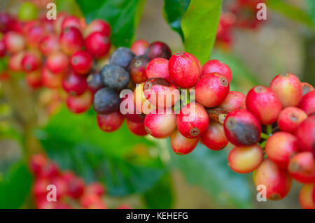 Reif/Beeren Stockfoto