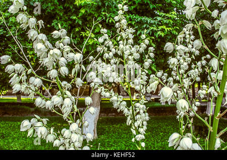 Großen weißen Blüten von Yucca auf hohen filamentösen Hebel in Park Stockfoto