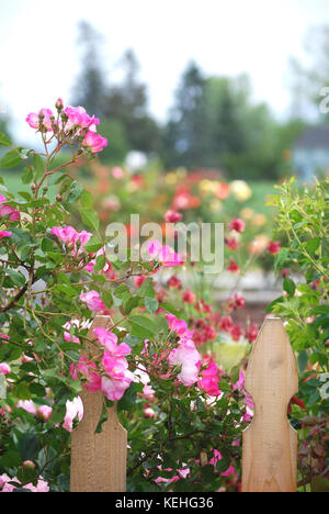 Rose Ballerina im Sommer Garten Stockfoto