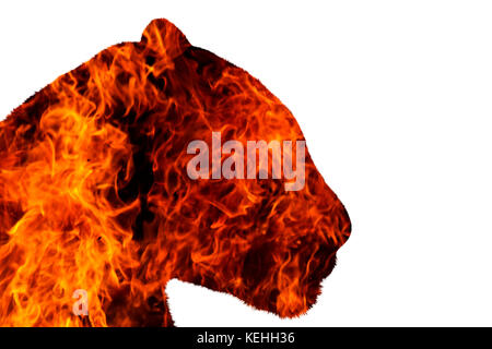 Jaguar mit Feuer auf weißem Hintergrund Stockfoto