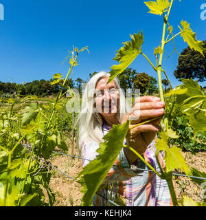 Kaukasische Frau Untersuchung Reben Stockfoto