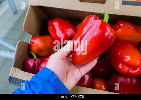 Hand einer Frau mit rotem Paprika Stockfoto