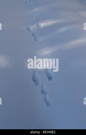 Spuren vom Hasen, Lepus timidus, im Schnee Stockfoto