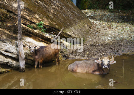 Zwei Wasserbüffel in einem Teich, Annapurna region, Nepal. Stockfoto