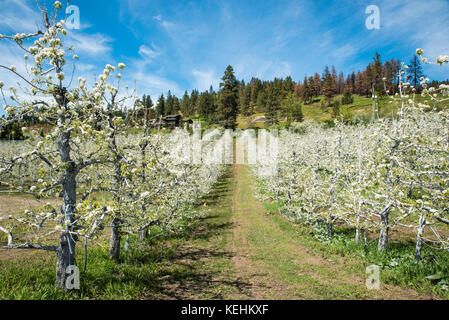 Apple Orchard Klettern Die Hügel - ein Apple Orchard in der Nähe von Leavenworth, Washington, blüht Anfang Mai, schönen, weißen Blüten verzieren jeden Zweig. Stockfoto