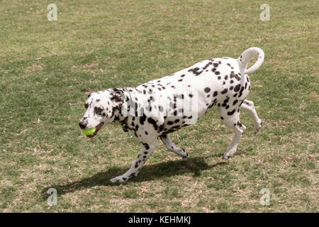 Dalmatiner im Feld mit tennisball Seite Profil ansehen vorne © Myrleen Pearson Stockfoto