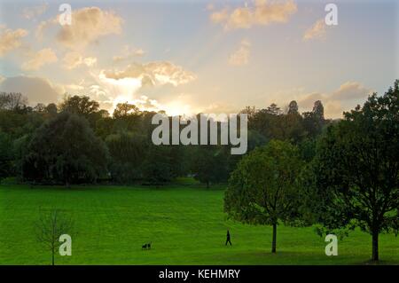 Dog Walker bei Sonnenuntergang in gadebridge Park, Hemel Hempstead Stockfoto