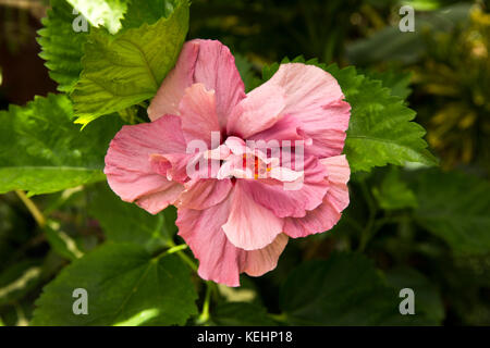 Die Seychellen, Mahe, Blumen, dusky rose rosa Hibiskus im Garten wächst Stockfoto