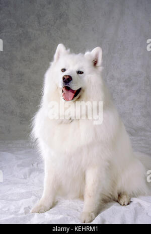 Weiße große Pyrenäen dog portrait auf weißem Hintergrund Vorderansicht © Myrleen Pearson Stockfoto