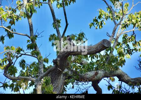 Peregrine Falconry Display im National Trust Montacute House Montacute Somerset UK Stockfoto