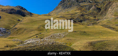 Berg-Schafe und Ziegen in Val de Tena in Formigal in spanische Pyrenäen, Spanien Stockfoto