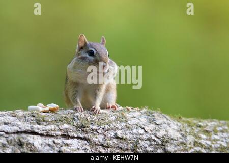 Ein wenig Eastern chipmunk Sitzen auf einem Ast essen Muttern Stockfoto