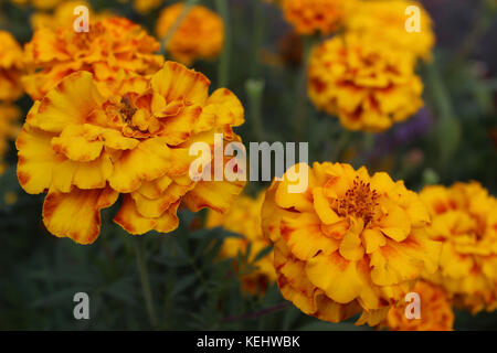 Gelbe Ringelblumen im Garten Stockfoto