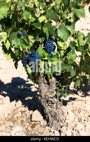Marques de Riscal Rebe und schwarze Trauben für Rioja Rotwein bei Elciego in Rioja-Alavesa Gebiet des Baskenlandes, Spanien Stockfoto