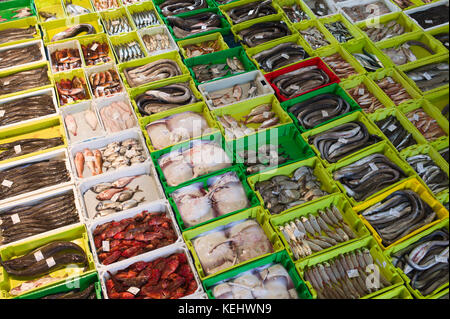 Versteigerung von fangfrischen Fisch am Confradia de Pescadores de Luarca, Bund von Luarca Fischer, Puerto Luarca, Spanien Stockfoto