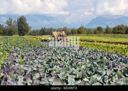 Feld crew Ernte Rotkohl 'Brassica oleracea'. Stockfoto