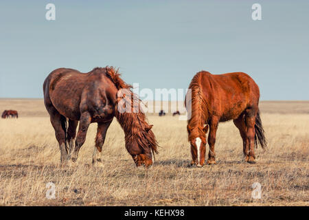 Wilde Pferde in Prairie Stockfoto