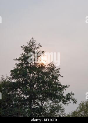 Seltsame Himmel Sonne hinter bewölkte Himmel Baum Skyline, Essex, England, Großbritannien Stockfoto